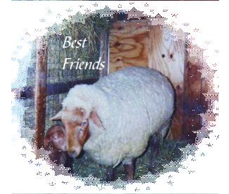 Ruby, our first tunis sheep with her lamb